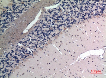 Apelin rabbit pAb Antibody