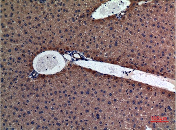 Amylase rabbit pAb Antibody