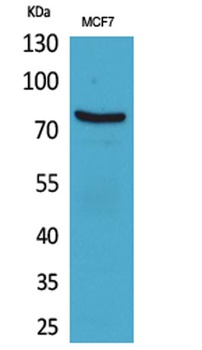 CD66e rabbit pAb Antibody