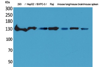 IL-16 rabbit pAb Antibody