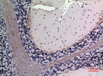 FGF-20 rabbit pAb Antibody