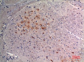 FGF-9 rabbit pAb Antibody