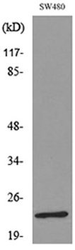 FGF-9 rabbit pAb Antibody