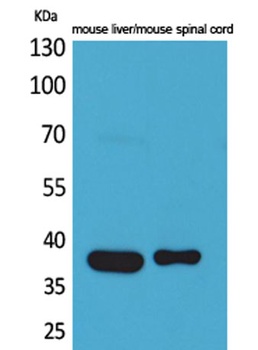 Aldolase C rabbit pAb Antibody
