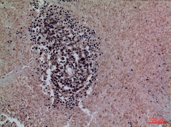 SP-A rabbit pAb Antibody