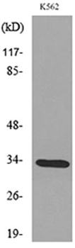 SP-A rabbit pAb Antibody