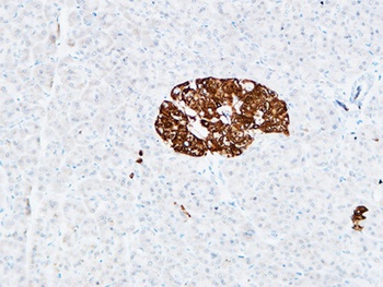 CD133 rabbit pAb Antibody