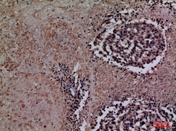 TF rabbit pAb Antibody
