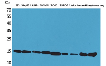 CyPA rabbit pAb Antibody