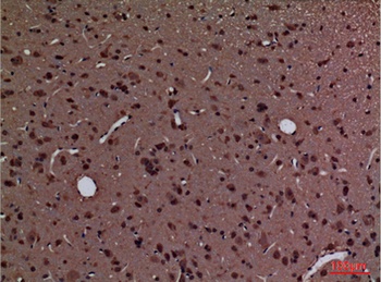 CyPA rabbit pAb Antibody