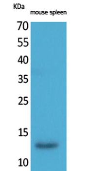 BLC rabbit pAb Antibody