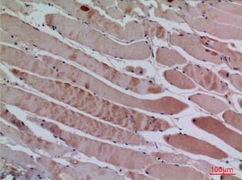 BLC rabbit pAb Antibody