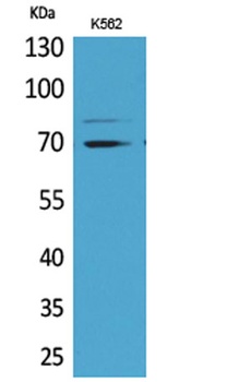 Keap-1 rabbit pAb Antibody