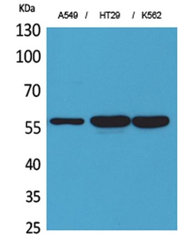 ERp57 rabbit pAb Antibody