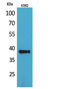CD1C rabbit pAb Antibody