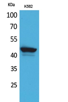 CD1E rabbit pAb Antibody