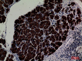 CD1E rabbit pAb Antibody
