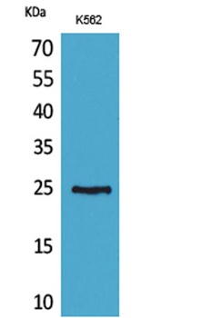 CD7 rabbit pAb Antibody