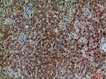 CD7 rabbit pAb Antibody