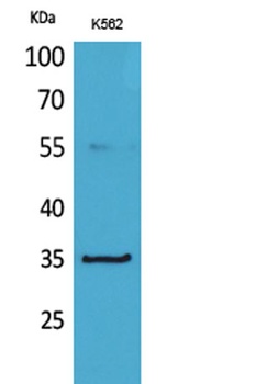 CD32-A rabbit pAb Antibody