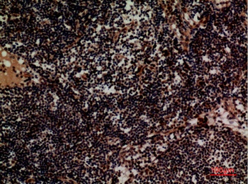 Integrin α4 rabbit pAb Antibody