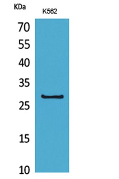 CD58 rabbit pAb Antibody