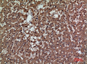 PSG1 rabbit pAb Antibody