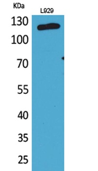 CD107a rabbit pAb Antibody