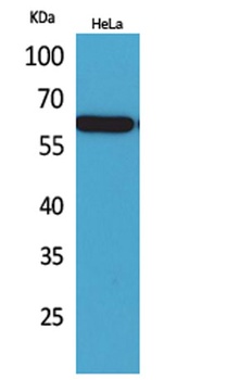 Nectin 3 rabbit pAb Antibody