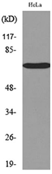 Nectin 3 rabbit pAb Antibody