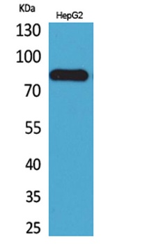 CD248 rabbit pAb Antibody