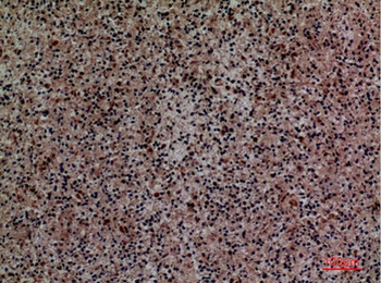 Siglec-5/14 rabbit pAb Antibody