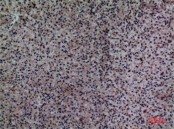 Siglec-5/14 rabbit pAb Antibody