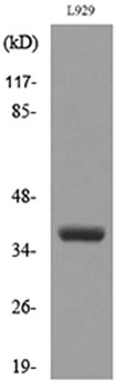 CD300g rabbit pAb Antibody