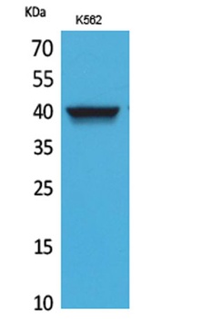 CXCR-3 rabbit pAb Antibody