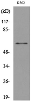 CD329 rabbit pAb Antibody