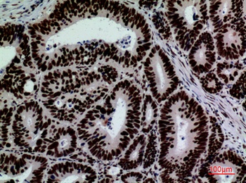 CD328 rabbit pAb Antibody