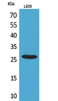 CD159a/c rabbit pAb Antibody