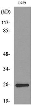 CD159a/c rabbit pAb Antibody
