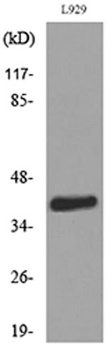 CKR-4 rabbit pAb Antibody