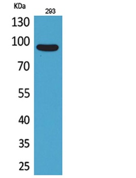 CDCP1 rabbit pAb Antibody