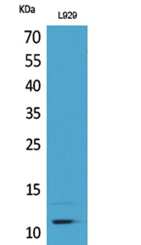 MCP-2 rabbit pAb Antibody
