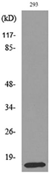 PSP rabbit pAb Antibody