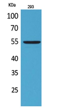 GDF-5 rabbit pAb Antibody