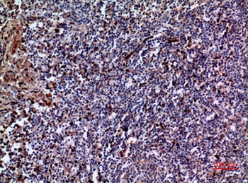IL-28 rabbit pAb Antibody