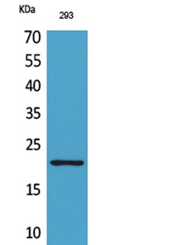 ARP rabbit pAb Antibody