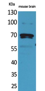 Amphiphysin II rabbit pAb Antibody
