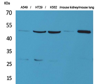 GDI-2 rabbit pAb Antibody