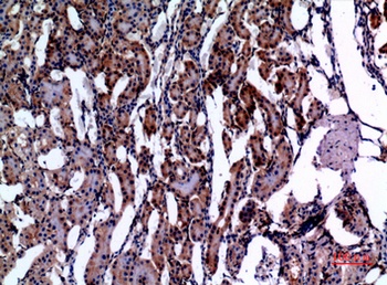 E2F-4 rabbit pAb Antibody