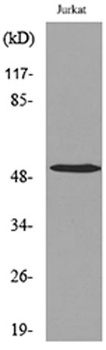 Tubulin α rabbit pAb Antibody